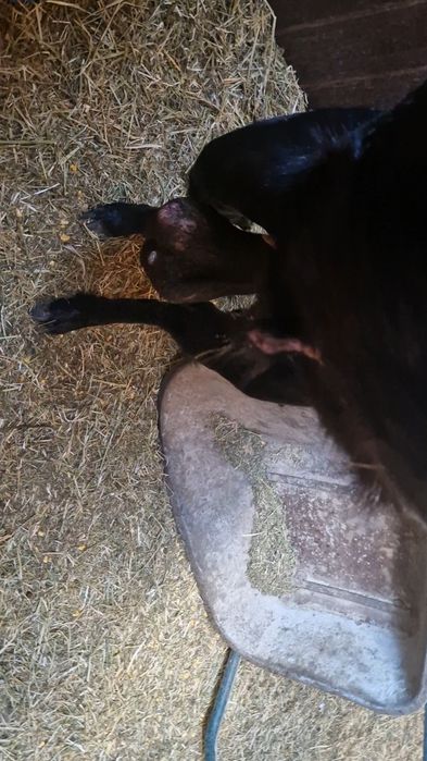 De vanzare TAP rasa  Anglo-nubiană