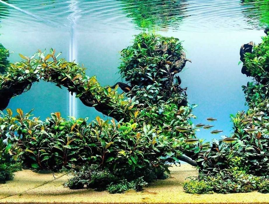 Amenajare si intretinere acvarii