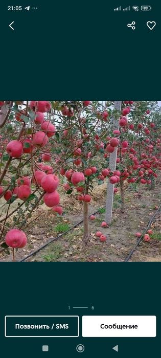 Мевали кучатлар Хар хил нави бор