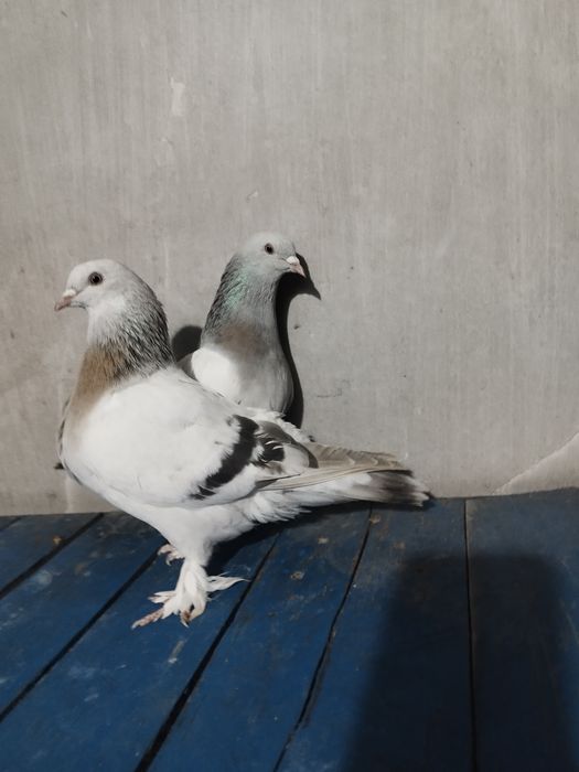 Продается такла пара