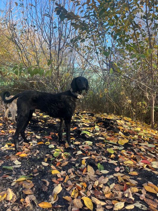 Сатылады Кумай тазы