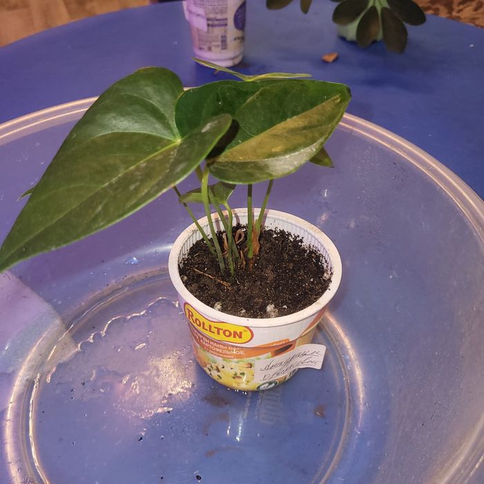 Отростки комнатных растений