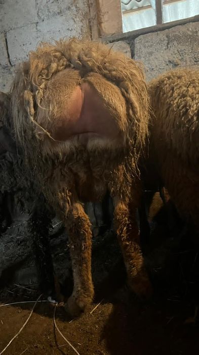 Кошкар сатылады.