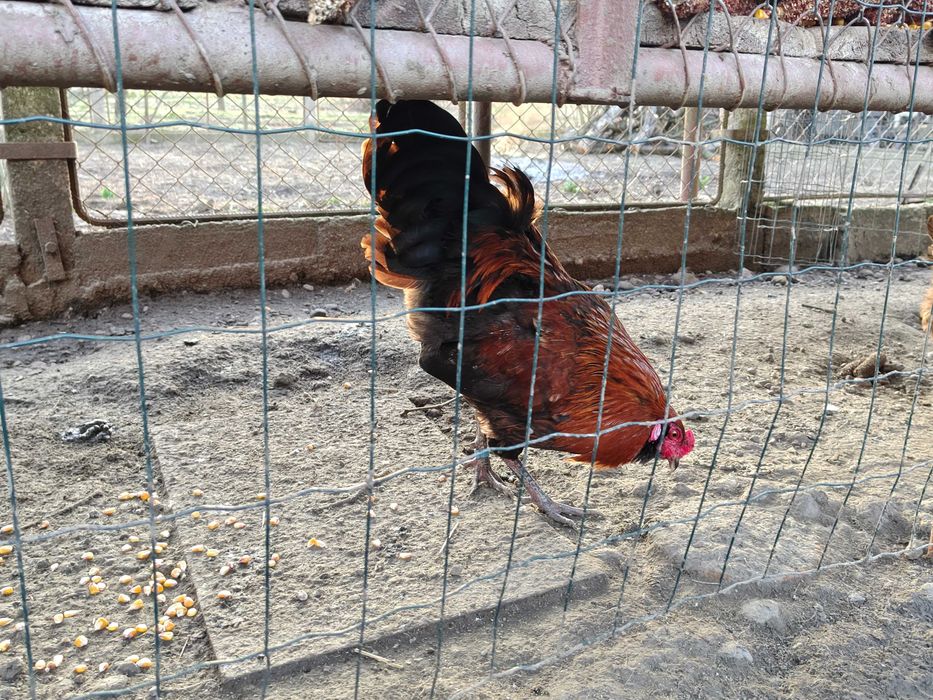 Ouă pentru incubat de Ameraucana