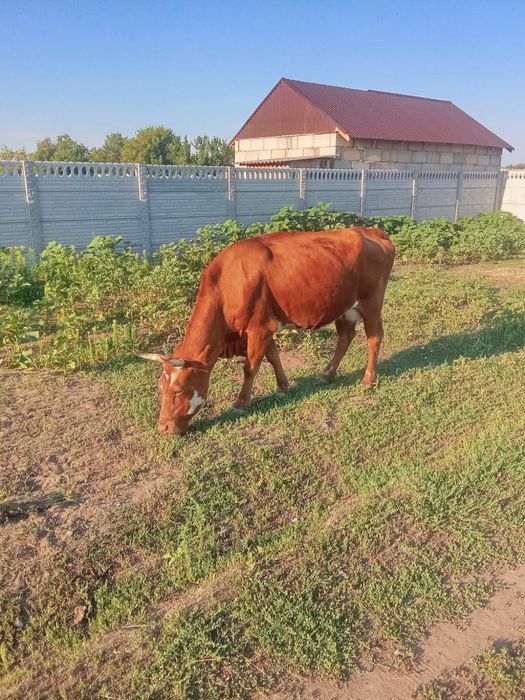 Продам корову дойную