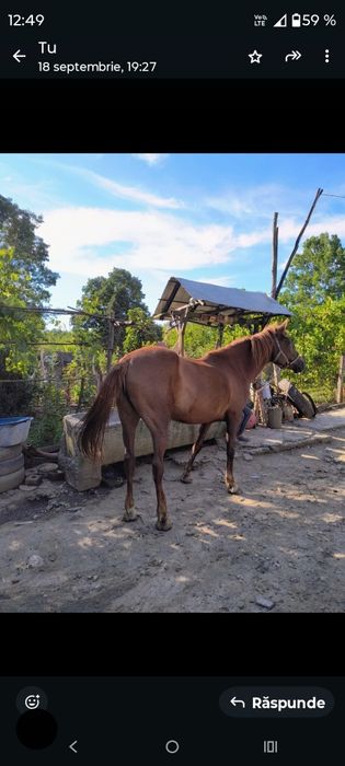 Iapa de vânzare vârsta Craiova.