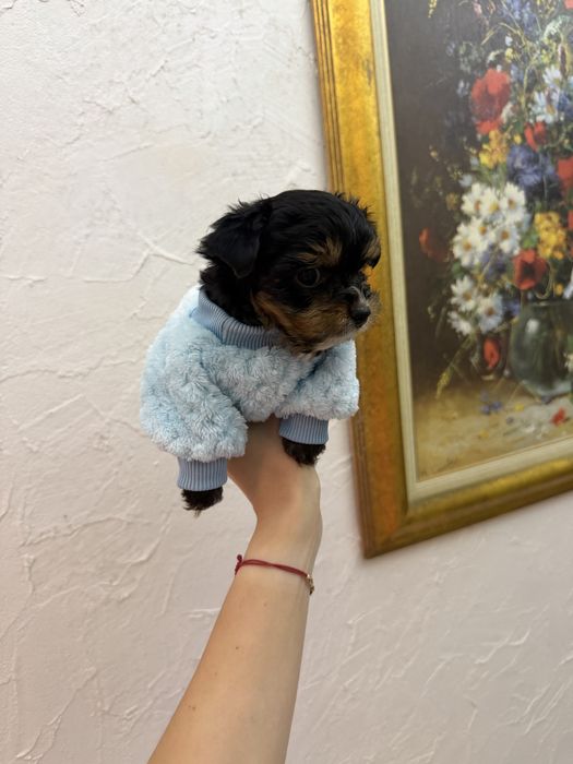 Йоркширски териер мини мъжки йорки