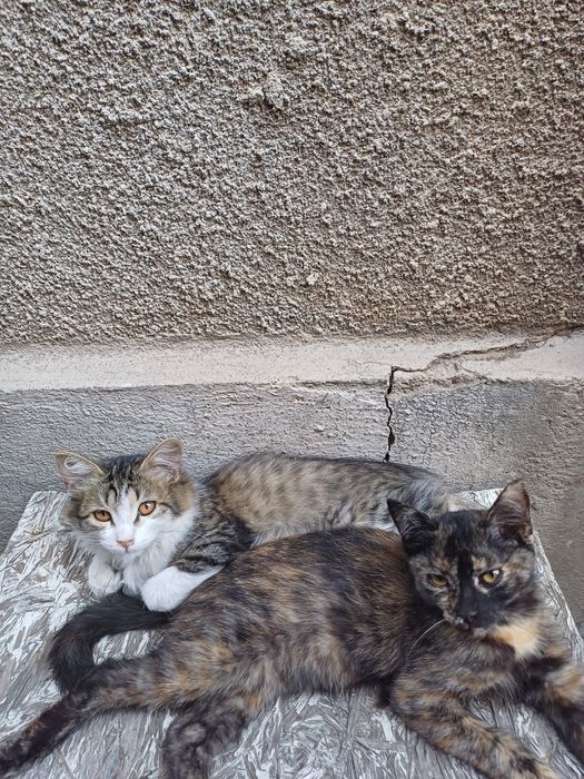 Отдам котят в ДОБРЫЕ РУКИ