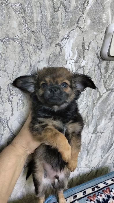 Продаются щенки чихуахуа