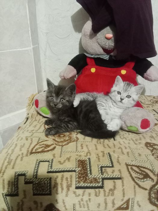 Отдам котенка чёрненький