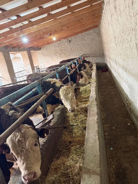 Бычки пародистые