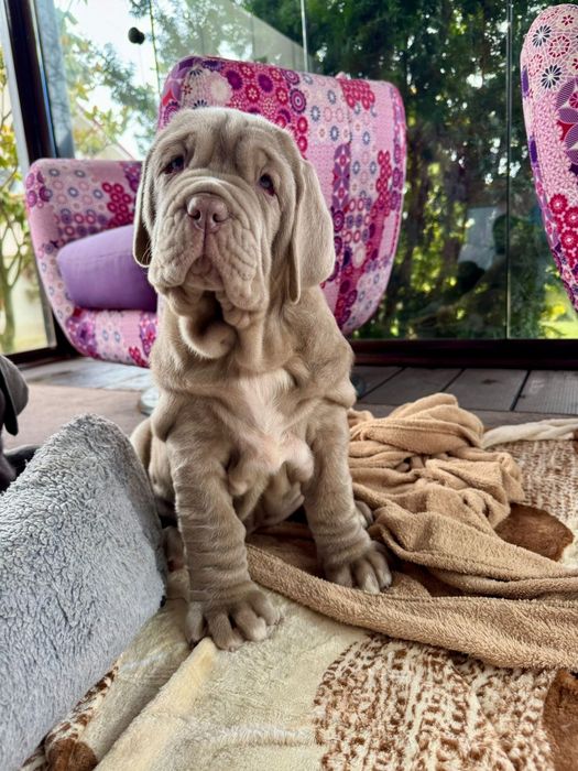 Pui Mastino Napoletano