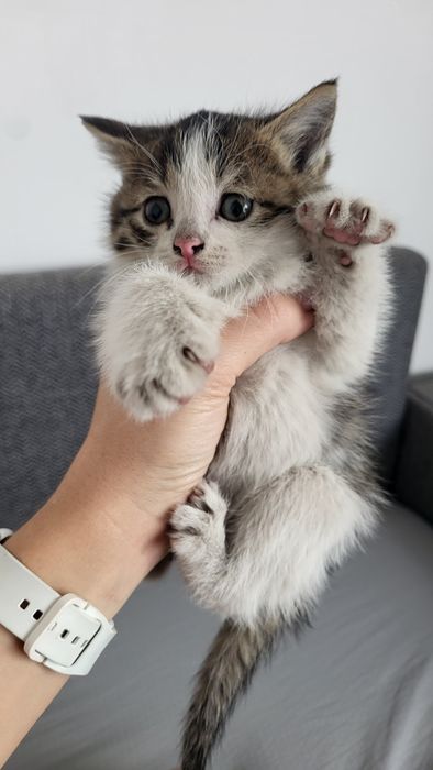 Отдам котят даром ! 3 котёнка