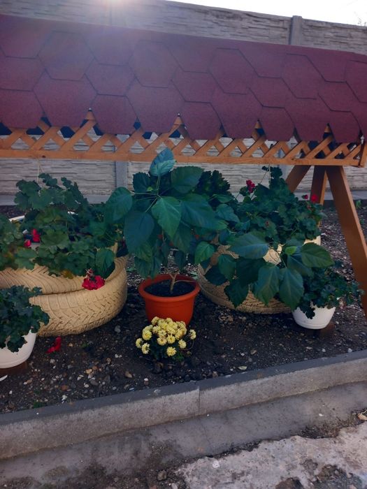 Aranjament pentru flori