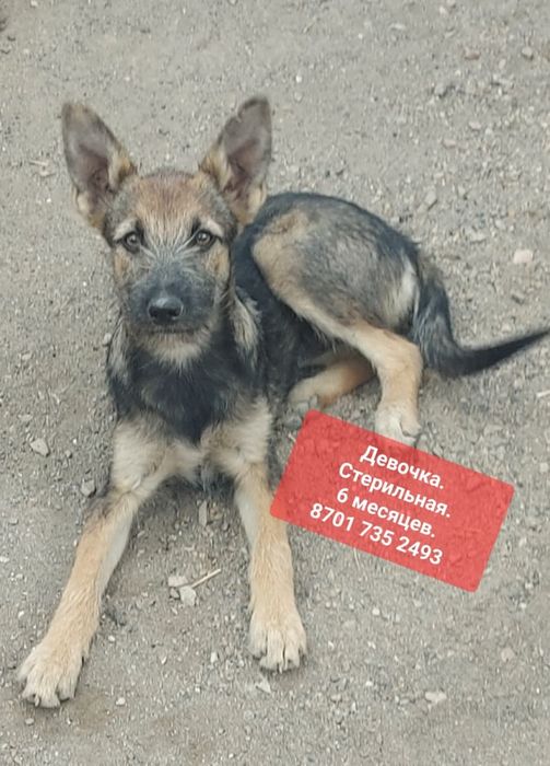 Собачки ищут дом!