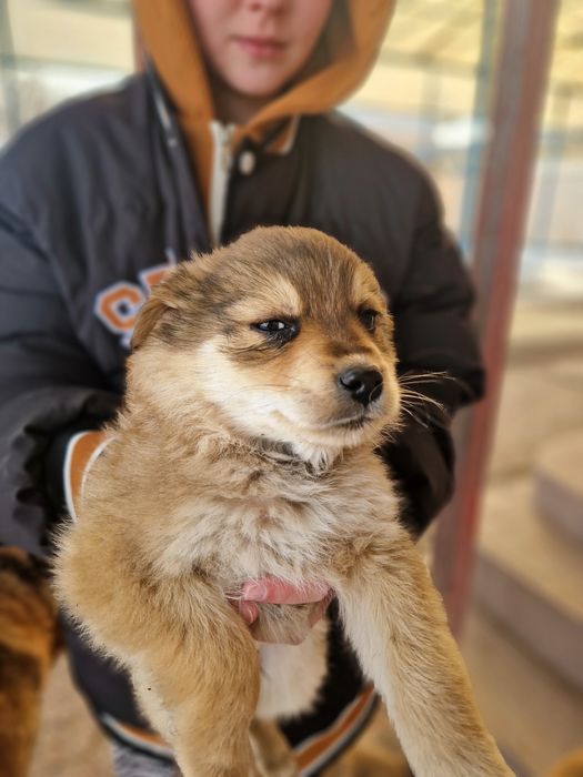 Щенки, бесплатно