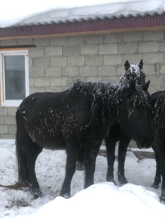 Продам лошадей КРС с откорма