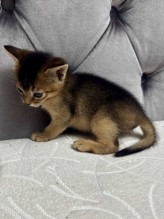 Абиссинские котята