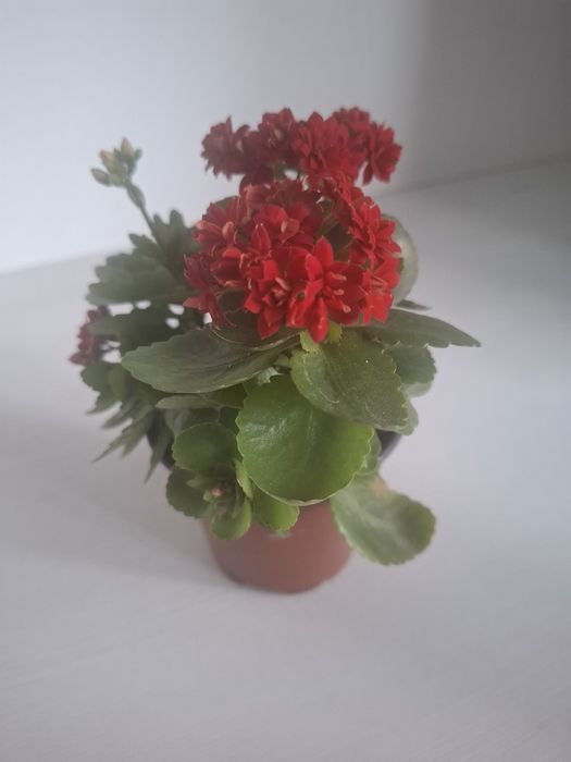 Продаю коланхоэ разных цветов