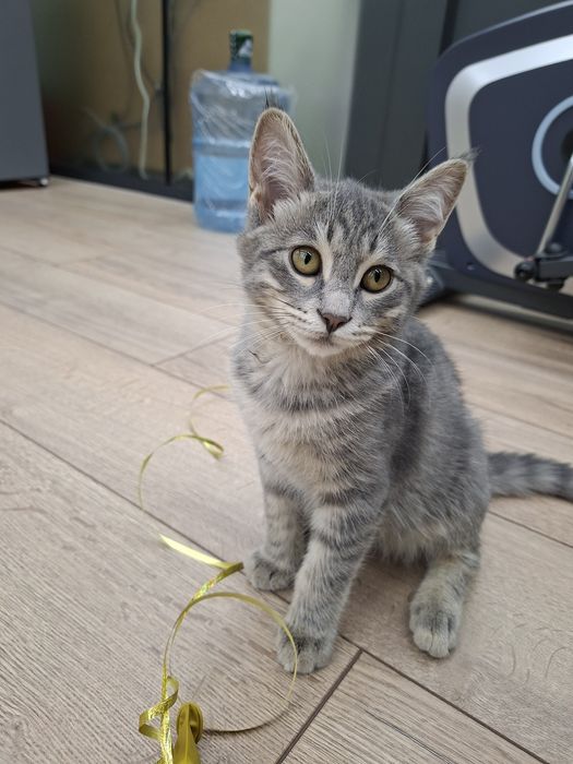 Котенок мальчик привитый