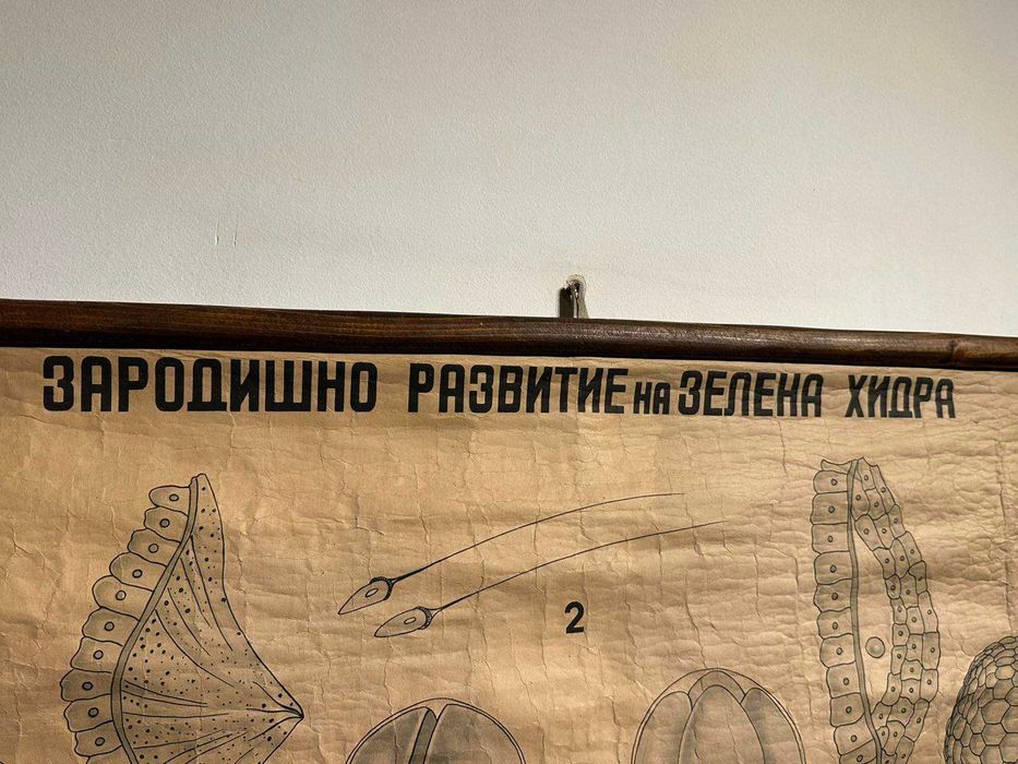 Соц Учебни Плакати Постери Ботаника