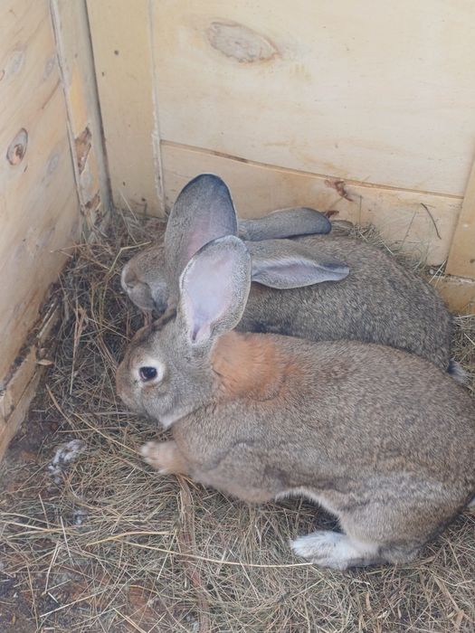 2 Кролихи фландр