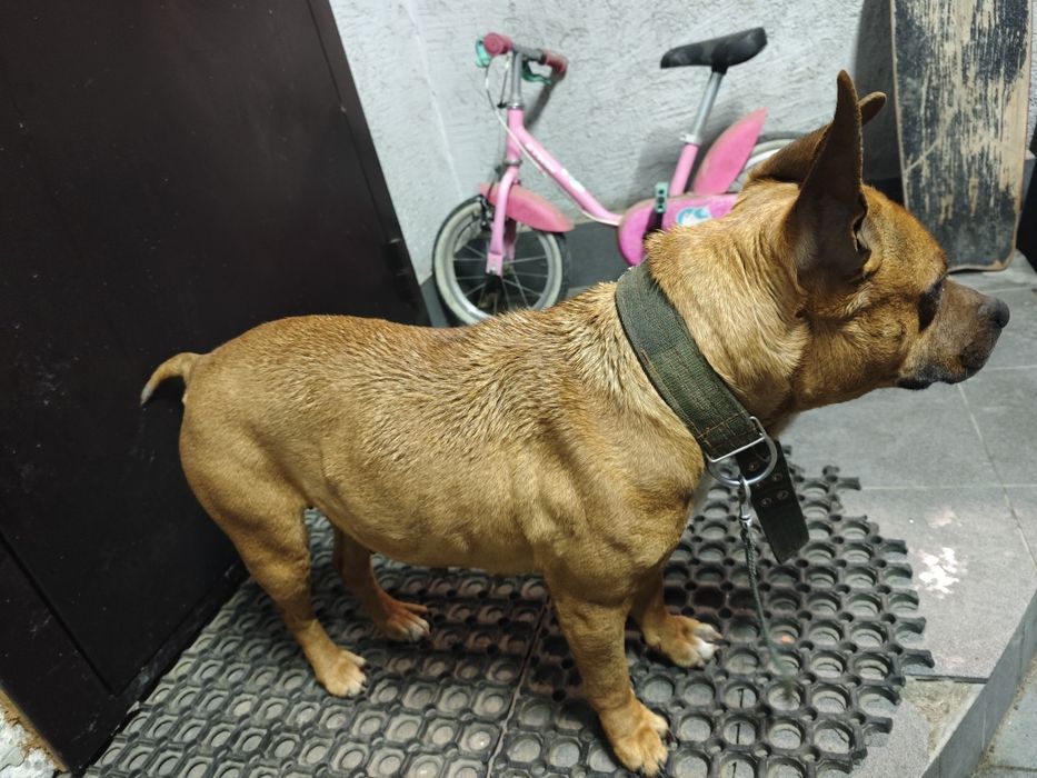 Найдена собака питбуль