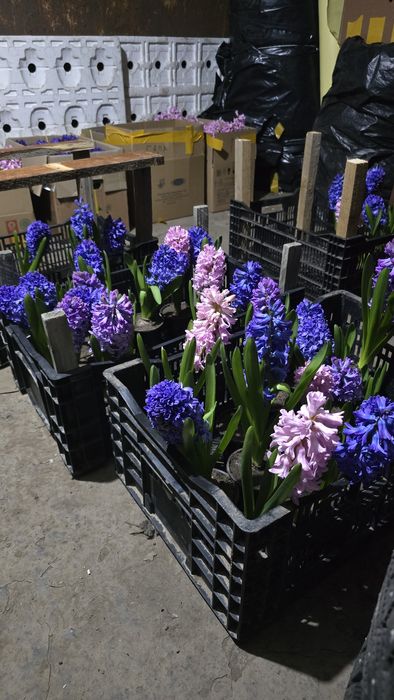 Продам  гиацинты