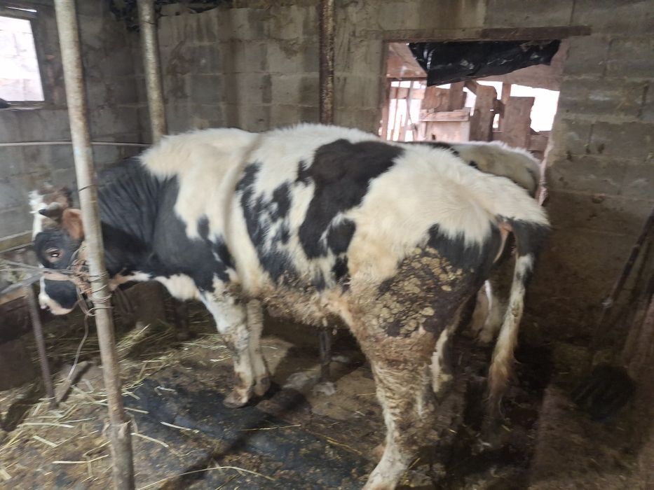 продам бычков домашние