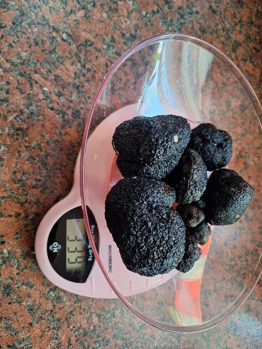 vand caine pentru trufe