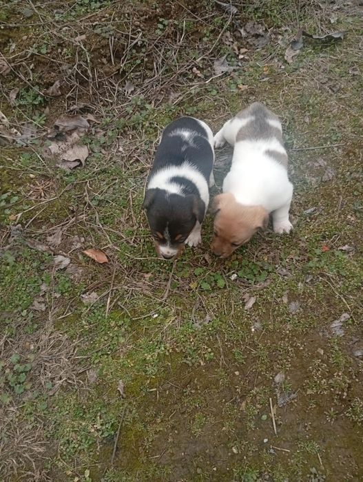 Кученца Джак Ръсел