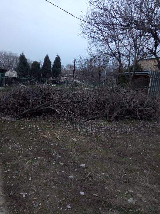 Отдам даром  дрова