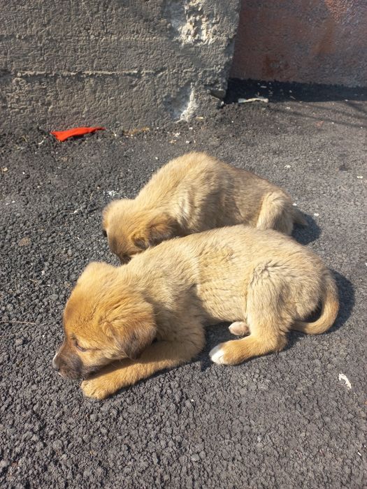 Щенки бесплатно!