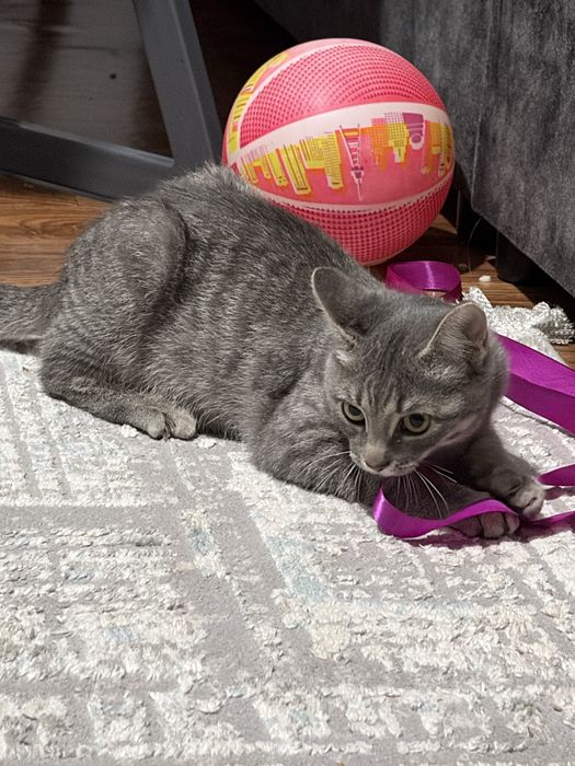 Британская кошка бесплатно