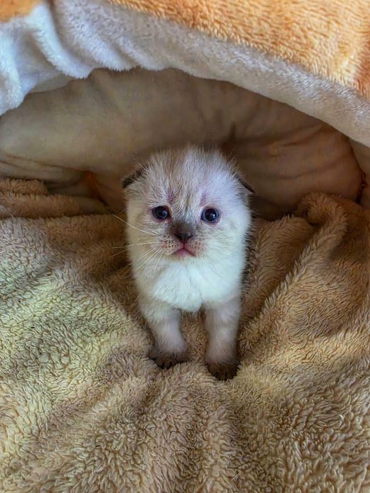 Продам котят скоттиш-страйт