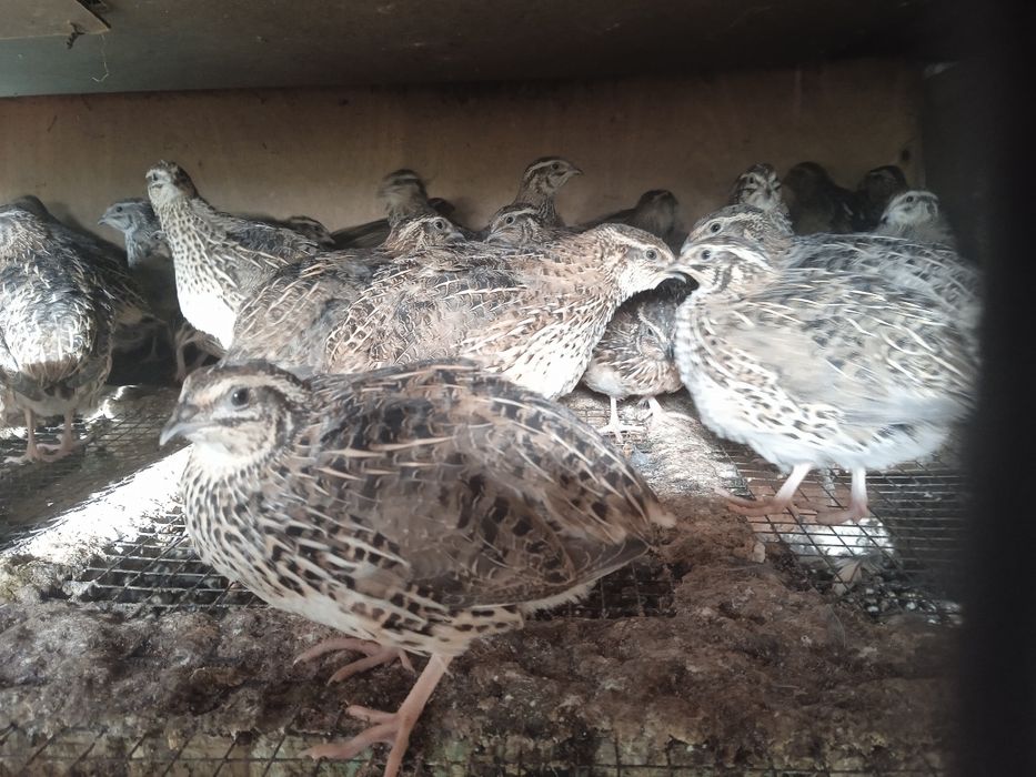 Бедана япон манжур