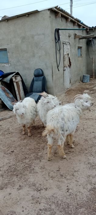 Ешкі малы сатылат