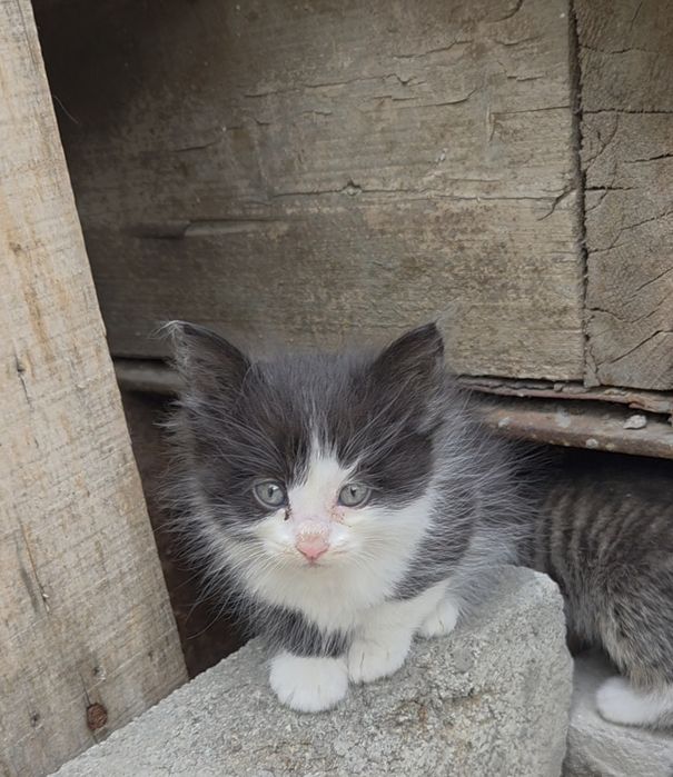 Отдам котят срочно. 1месяц