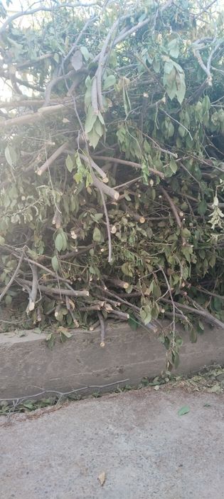 Утин сотилади. Олма ва олча дарахтники.