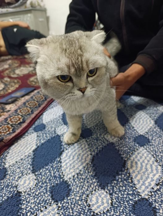 Scottish Fold 100% Тоза еркак мушук сот илади