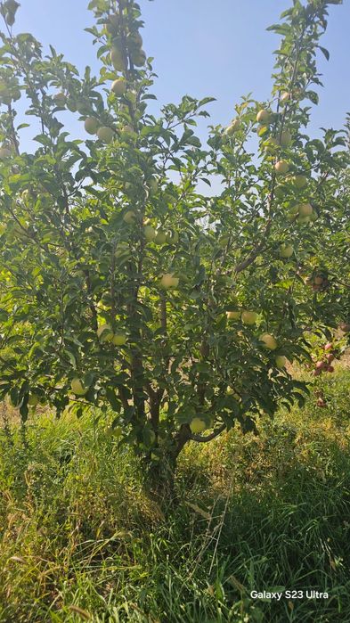 Продается яблоневый сад
