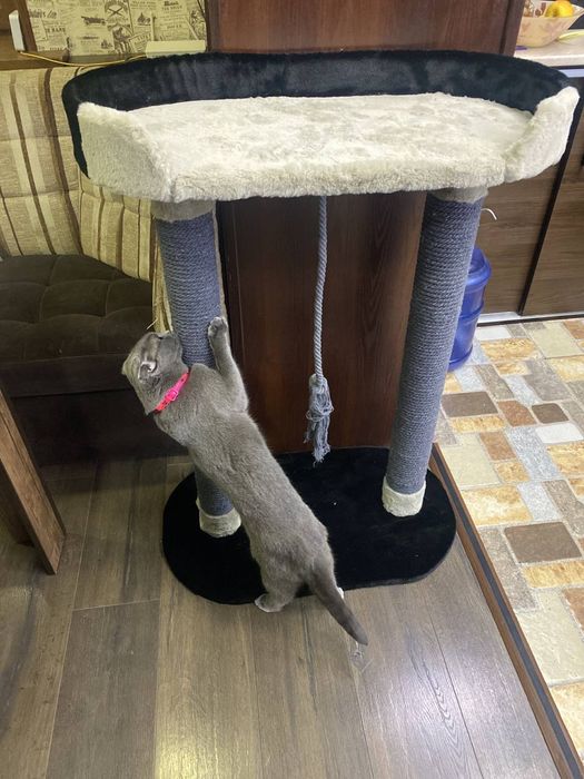 Когтеточки для котят  и кошек. Имеется в наличии Высота  60см 420000