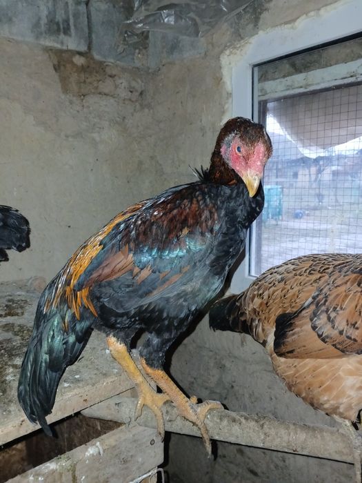 Дакан тауық сатамын