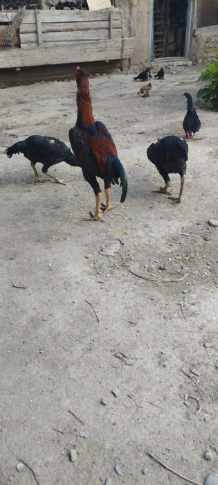 Бойцовые петух и курица продаётся