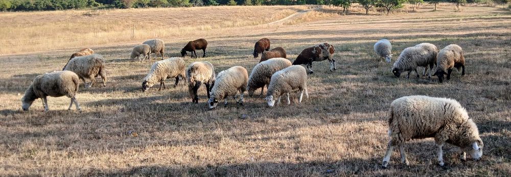 Oi de vânzare, Texel și pătată olandeză