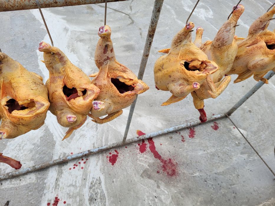 Pasari de curte de vanzare