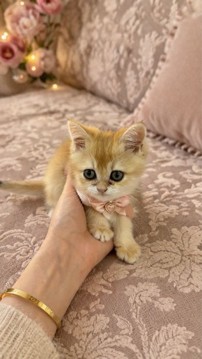 Золотая Шиншила сотилади !!!