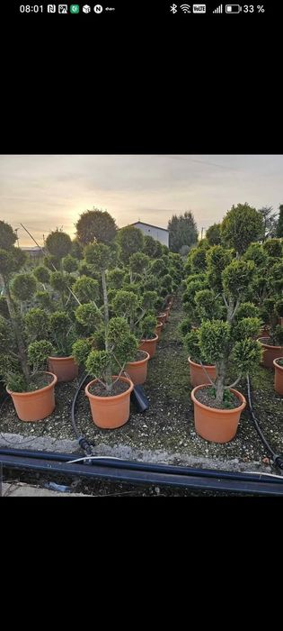 Plante ornamentale
