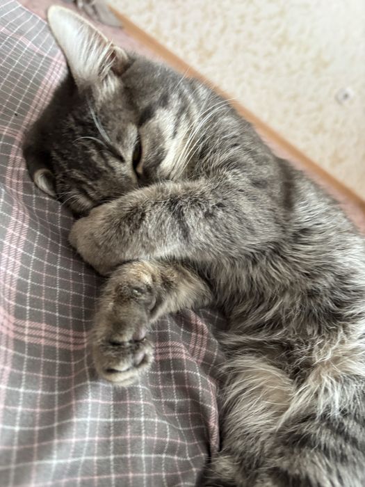 кот ~11 месяцев в добрые руки