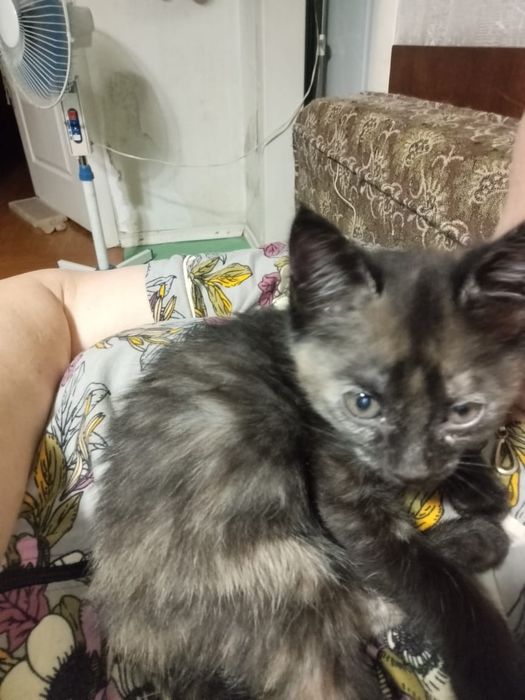 Котёнок девочка,срочно в добрые руки